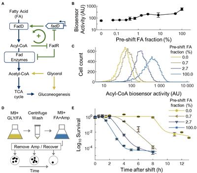 Transient Antibiotic Tolerance Triggered by Nutrient Shifts From Gluconeogenic Carbon Sources to Fatty Acid